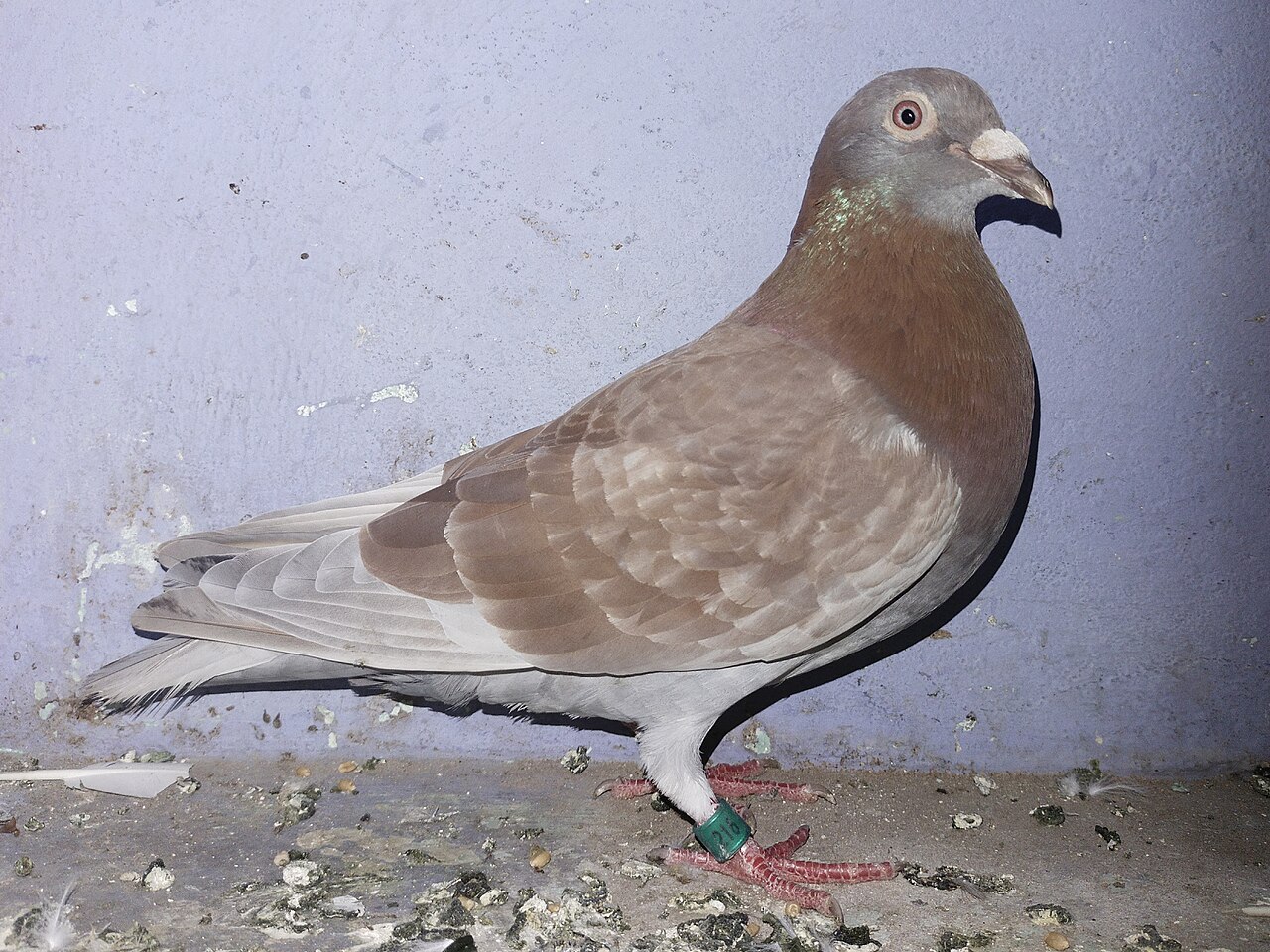 A red chequer racing pigeon wearing its ring, in profile