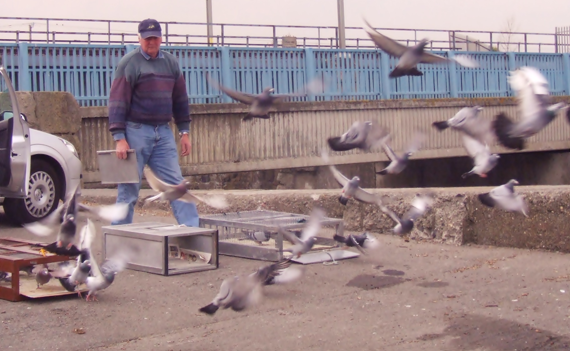 Racing pigeons bursting from their baskets at a club liberation
