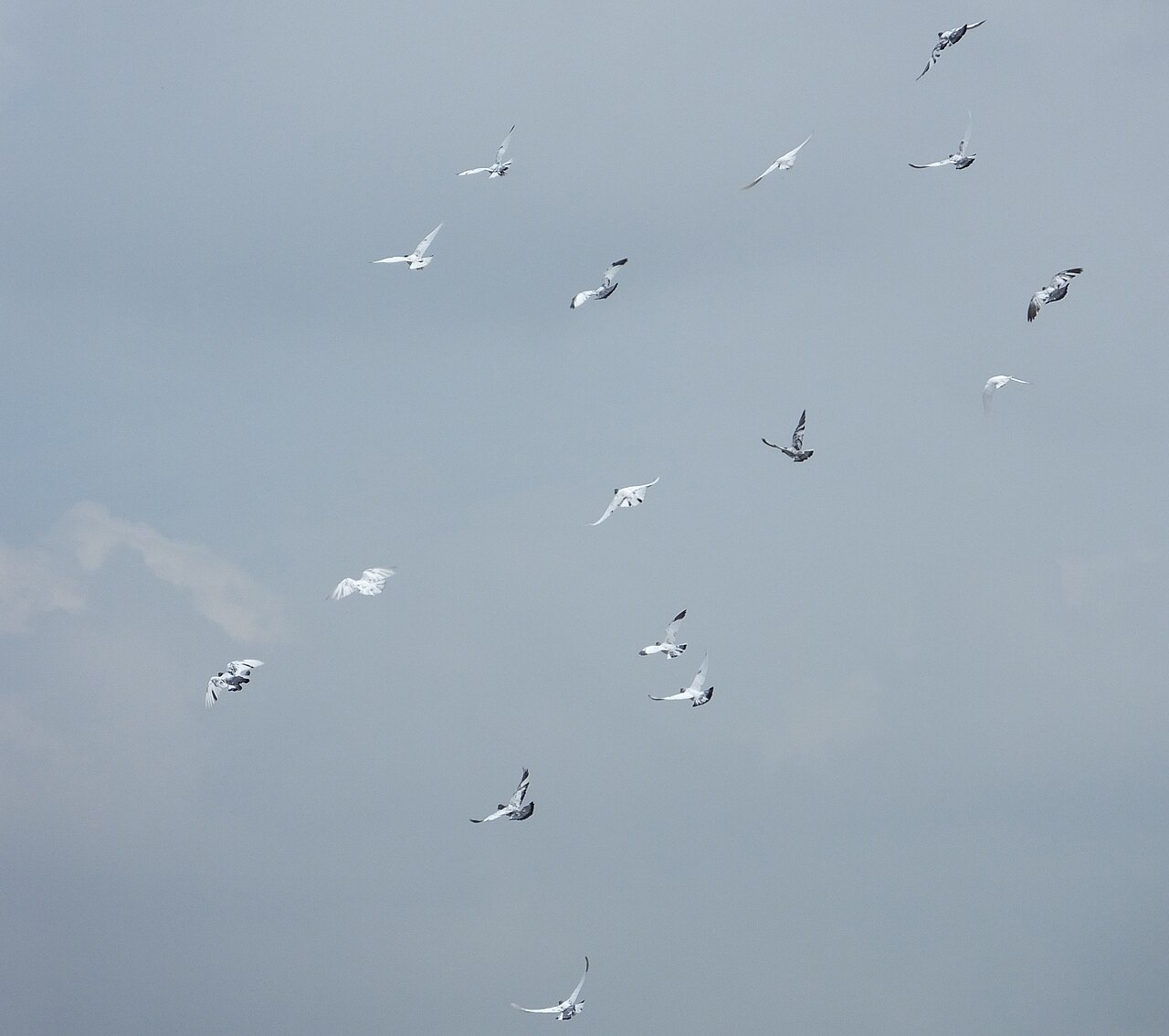 A kit of racing pigeons on the wing