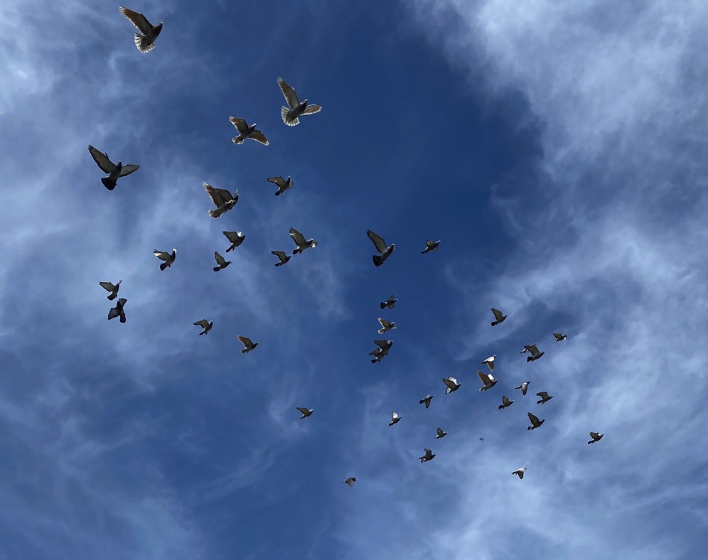 A kit of racing pigeons circling against a blue sky