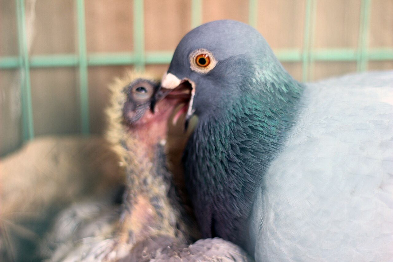 A racing pigeon feeding its youngster in the loft